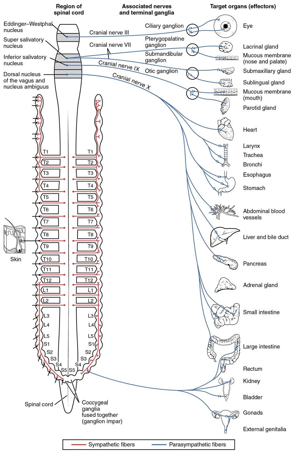 vagusnerve-